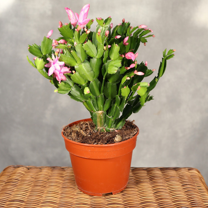 Schlumbergera ⌀17 cm | Tomaszewski