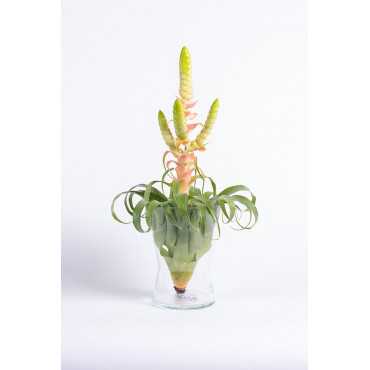 Tillandsia 'Samantha'