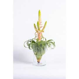 Tillandsia 'Samantha'