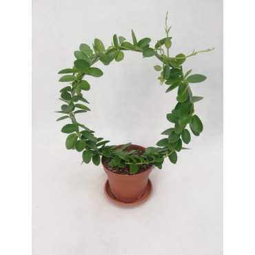 Hoja cummingiana