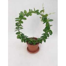 Hoja cummingiana