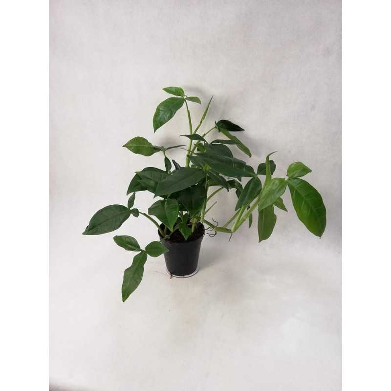 Syngonium Auritum