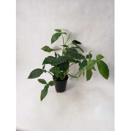 Syngonium Auritum