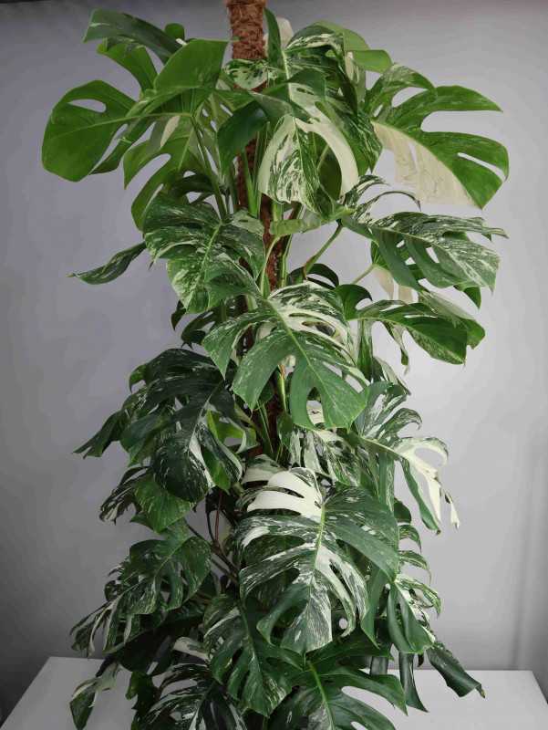Monstera 'Variegata' na pniu Monstera biała