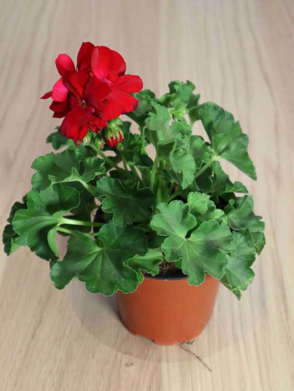 Pelargonia rabatowa | Czerwona