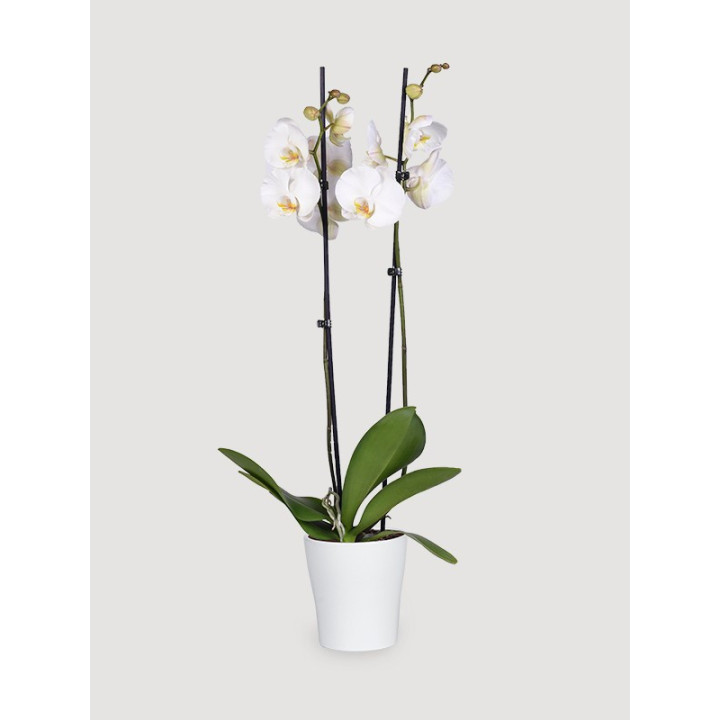 Storczyk Phalaenopsis różowy| Na prezent
