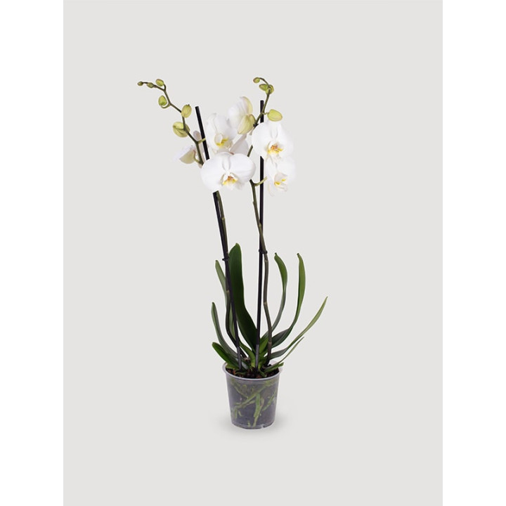 Storczyk Phalaenopsis różowy| Na prezent