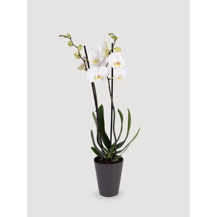 Storczyk Phalaenopsis różowy| Na prezent