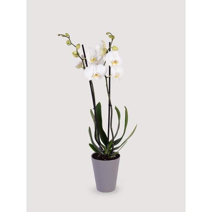 Storczyk Phalaenopsis różowy| Na prezent