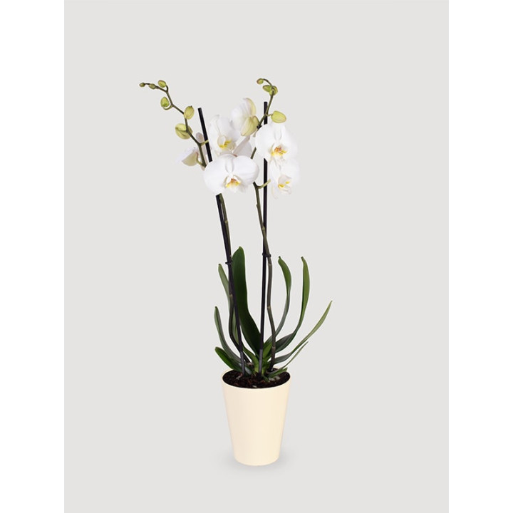 Storczyk Phalaenopsis różowy| Na prezent