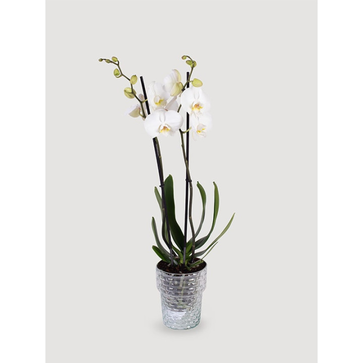 Storczyk Phalaenopsis różowy| Na prezent