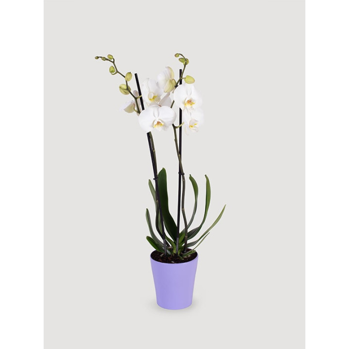 Storczyk Phalaenopsis różowy| Na prezent