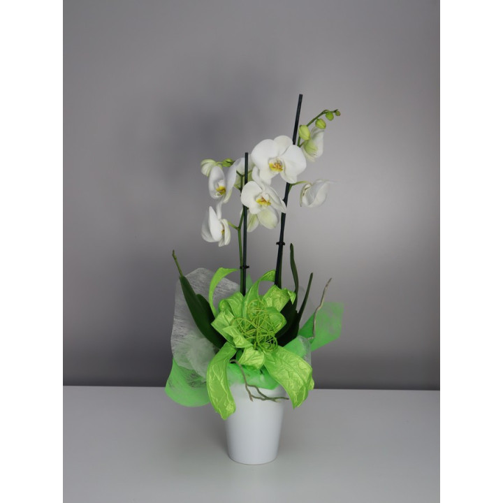 Storczyk Phalaenopsis różowy| Na prezent