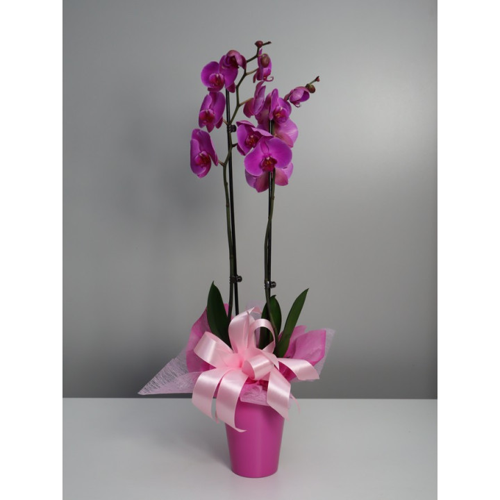 Storczyk Phalaenopsis różowy| Na prezent