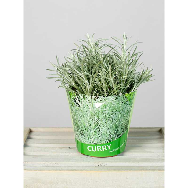 Kocanka włoska | Curry