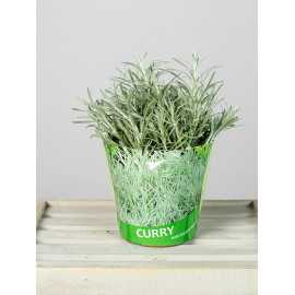 Kocanka włoska | Curry