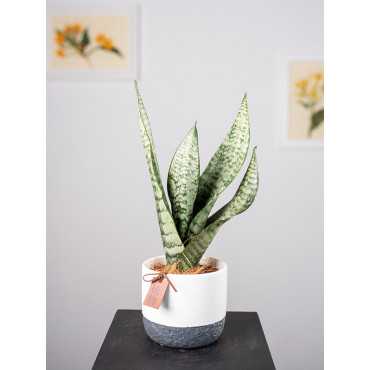 Sanseweria 'Zeylanica' w osłonce