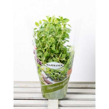 Majeranek | Origanum majorana L.