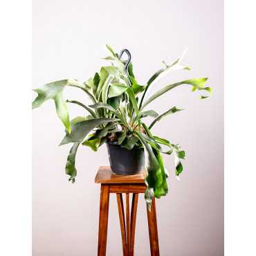 Paproć Łosie Rogi | Duże