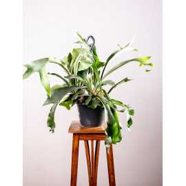 Paproć Łosie Rogi | Duże