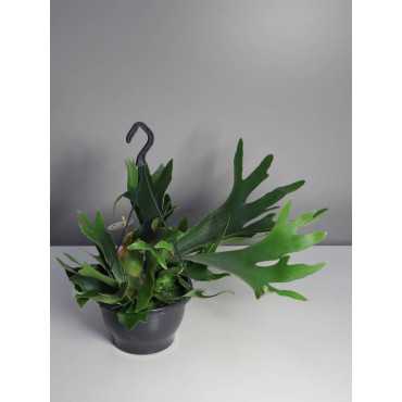 Paproć Łosie Rogi | Duże