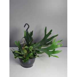 Paproć Łosie Rogi | Duże