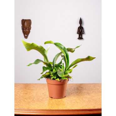 Paproć Łosie Rogi | Duże