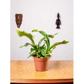 Paproć Łosie Rogi | Duże