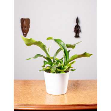 Paproć Łosie Rogi | Duże