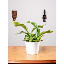 Paproć Łosie Rogi | Duże