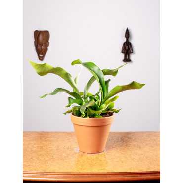 Paproć Łosie Rogi | Duże