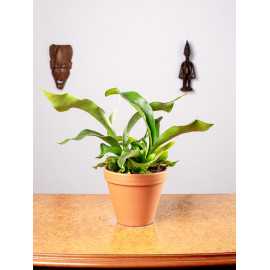 Paproć Łosie Rogi | Duże