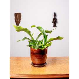 Paproć Łosie Rogi | Duże