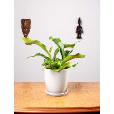 Paproć Łosie Rogi | Duże