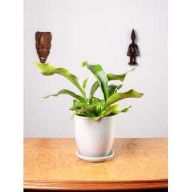 Paproć Łosie Rogi | Duże