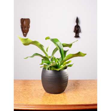 Paproć Łosie Rogi | Duże