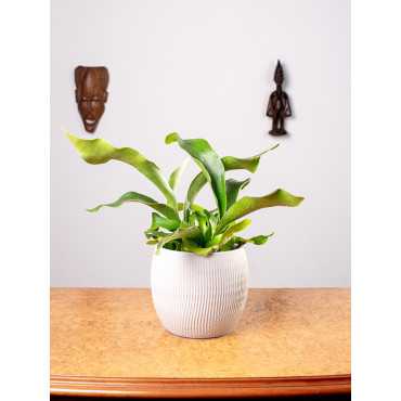 Paproć Łosie Rogi | Duże