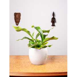 Paproć Łosie Rogi | Duże