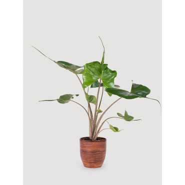 Alokazja 'Stingray' | Duża