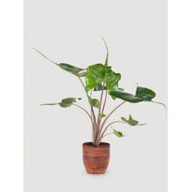 Alokazja 'Stingray' | Duża