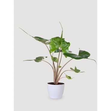 Alokazja 'Stingray' | Duża