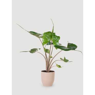 Alokazja 'Stingray' | Duża