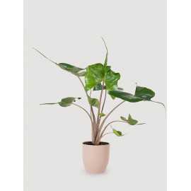 Alokazja 'Stingray' | Duża