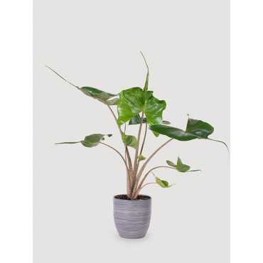 Alokazja 'Stingray' | Duża