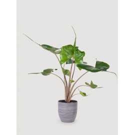 Alokazja 'Stingray' | Duża