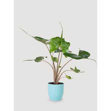 Alokazja 'Stingray' | Duża