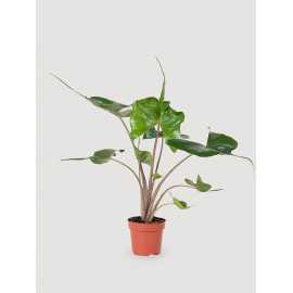 Alokazja 'Stingray' | Duża