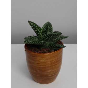 Aloes variegata 'Magic'