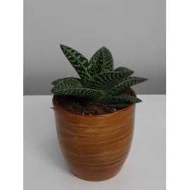 Aloes variegata 'Magic'