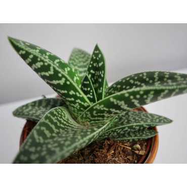 Aloes variegata 'Magic'